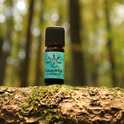 alt="Oricens Wolf Liebmann GesbR Bio Eukalyptusöl Eucalyptus globulus, 10 ml, 100 % naturreines ätherisches Öl im braunen Glasfläschchen"