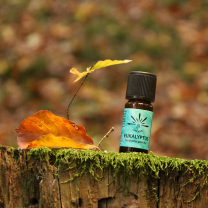 alt="Oricens Wolf Liebmann GesbR Bio Eukalyptusöl Eucalyptus globulus, 10 ml, 100 % naturreines ätherisches Öl im braunen Glasfläschchen"